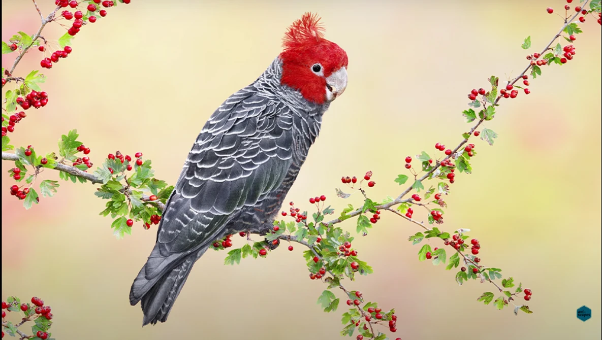 Illustration of a red-headed parrot perched among branches with red berries.