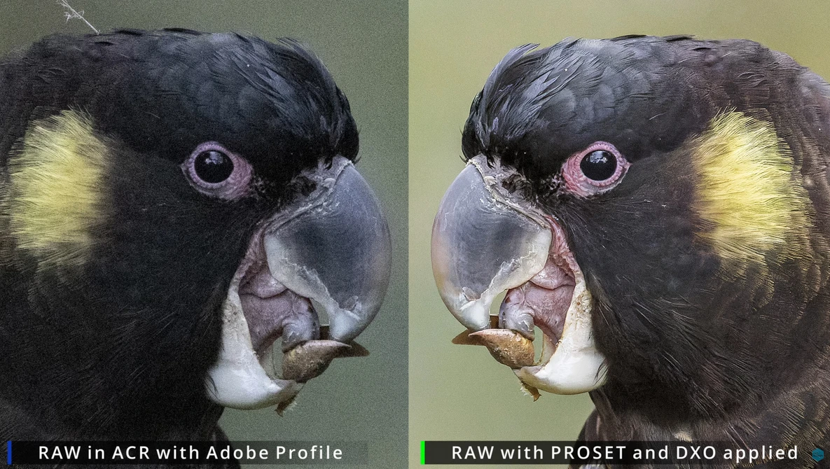 Side-by-side comparison of black cockatoo head portraits showing RAW processing differences with Adobe Profile versus PROSET and DXO applied.