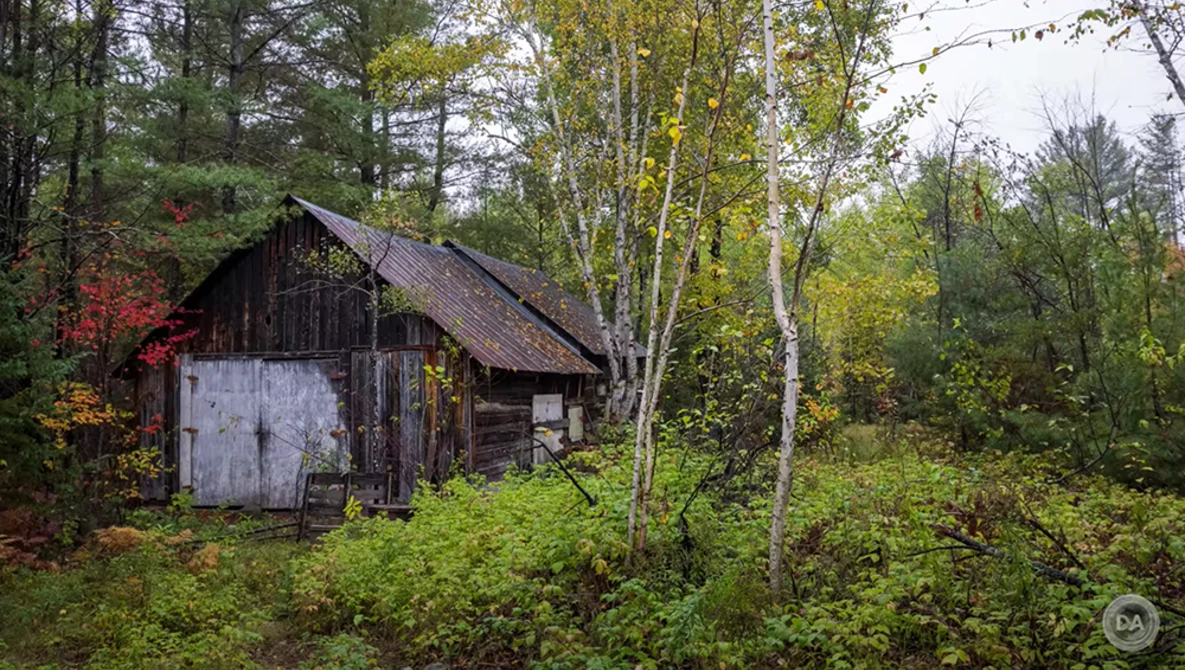 Weathered wooden cabin surrounded by birch and evergreen trees in autumn forest setting.