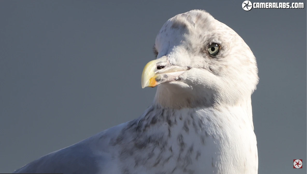Close-up profile of a white seagull with yellow beak against clear blue sky.