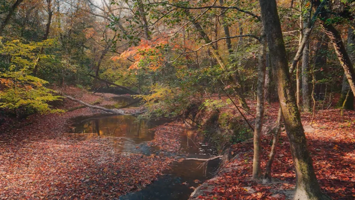 Autumn forest stream surrounded by fallen leaves and bare trees with golden foliage overhead.