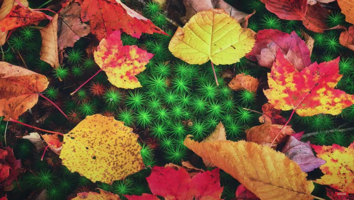 Autumn leaves in vibrant reds, yellows, and oranges arranged on bright green moss.