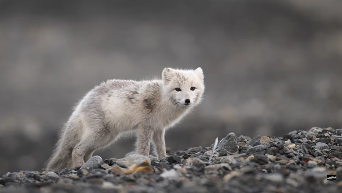 Arctic fox standing on rocky terrain, looking toward camera with alert expression.