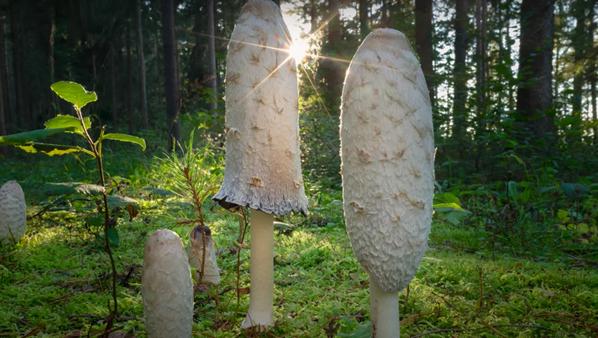 Three white mushrooms of varying sizes growing among green forest plants and moss, backlit by golden sunlight filtering through tall trees.