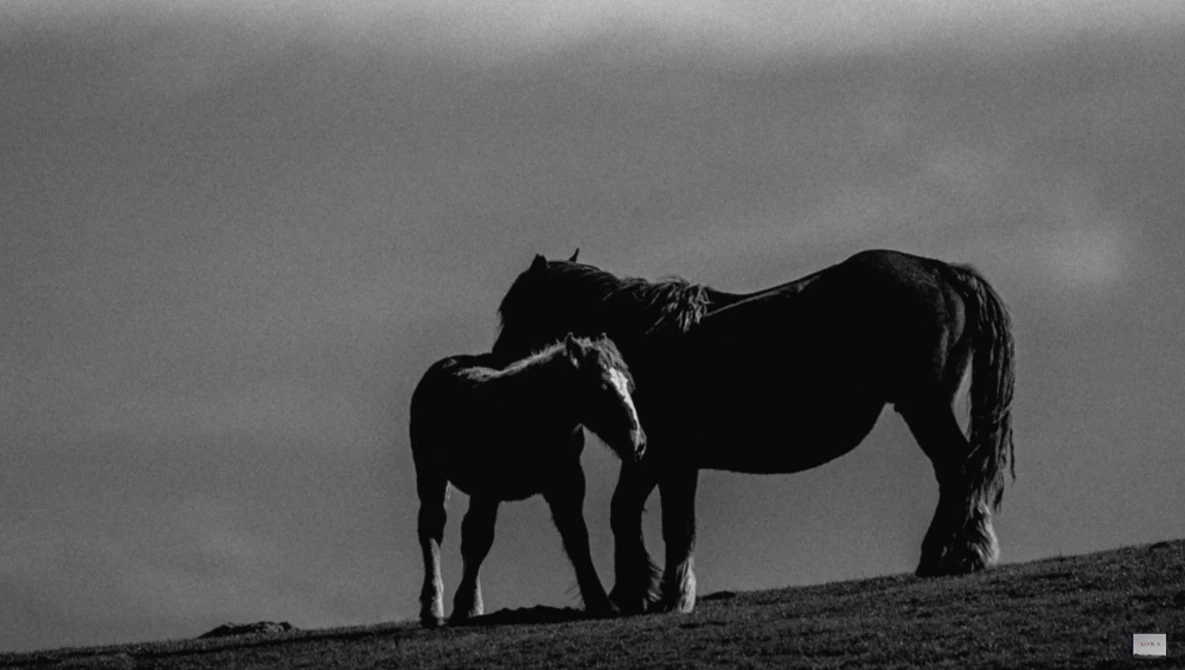 Mare and foal silhouetted against stormy sky on open hillside.