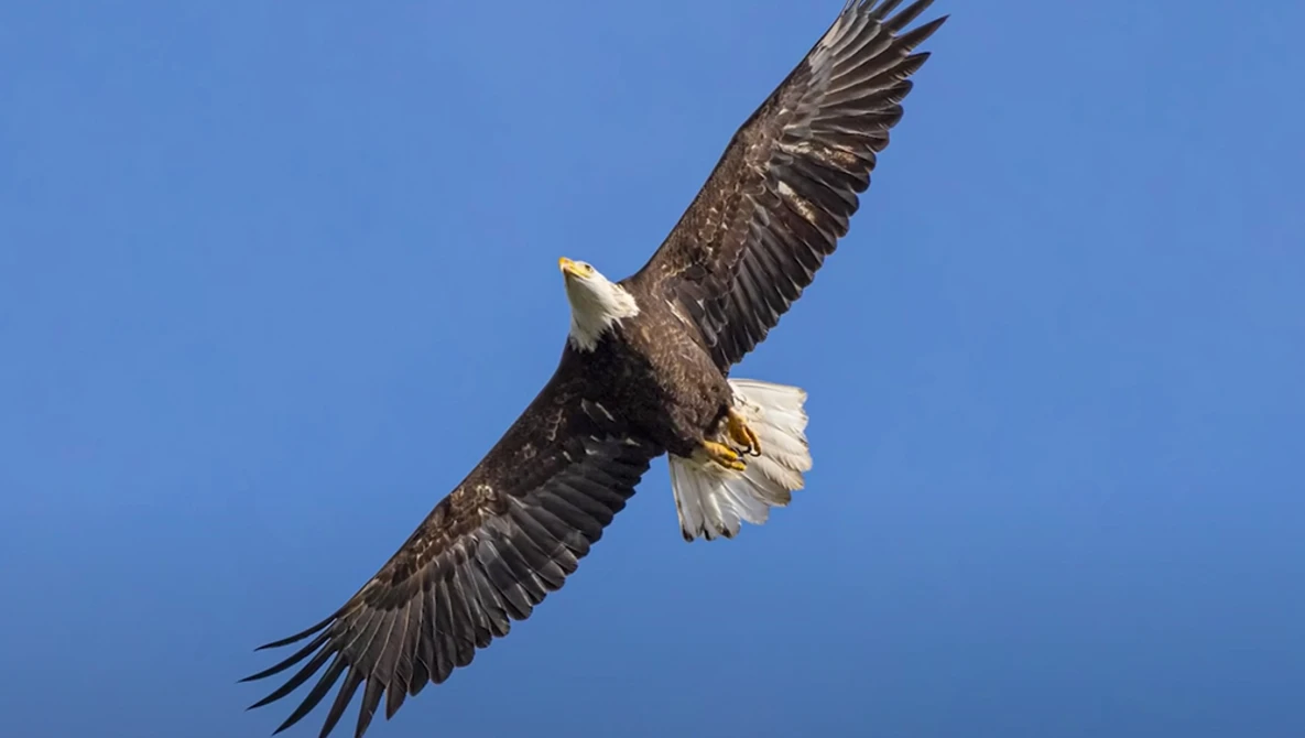 Bald eagle in flight against clear blue sky, wings spread wide in soaring position.