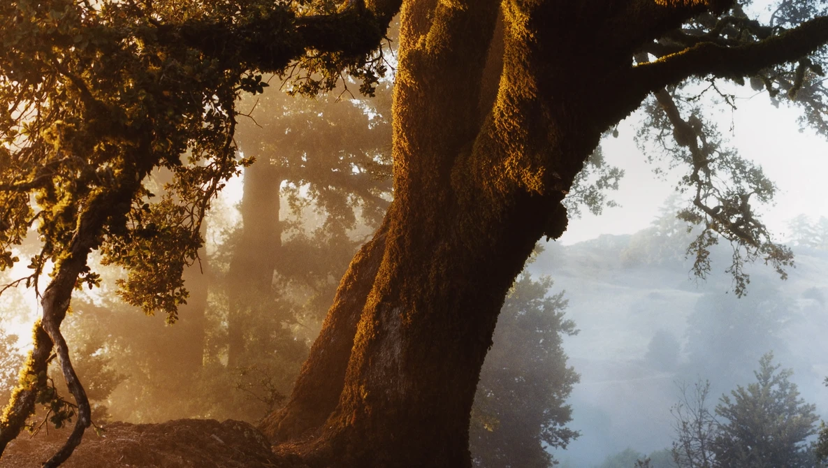 Ancient gnarled tree trunk backlit by golden morning sunlight with misty forest and water visible in the background.