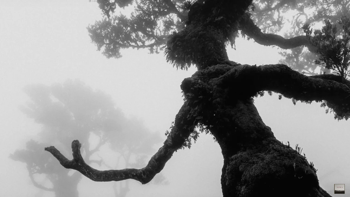 Gnarled tree branches with moss or lichen covering, silhouetted against misty sky.