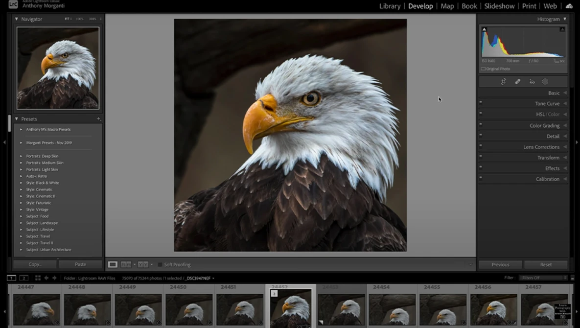 Bald eagle head in profile showing white feathers, dark eye, and golden beak against dark background.