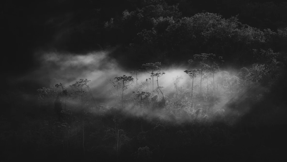 Tall trees emerging from dense fog in a dark, moody forest landscape.