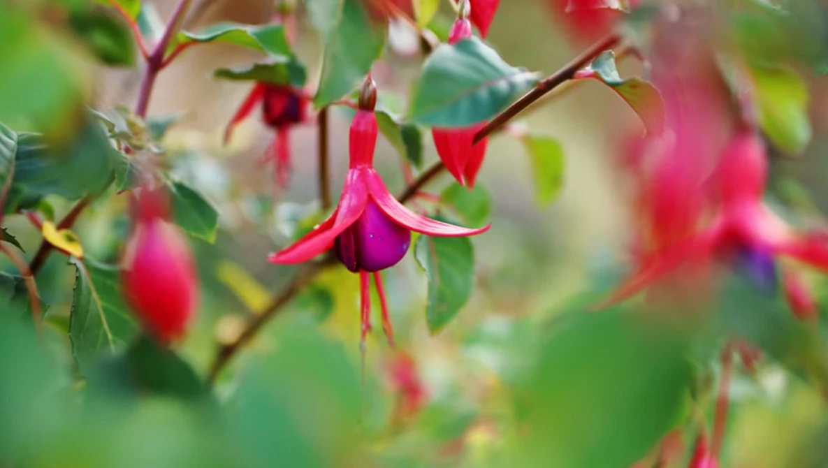 Magenta fuchsia flowers with delicate petals and prominent stamens on green foliage branches.