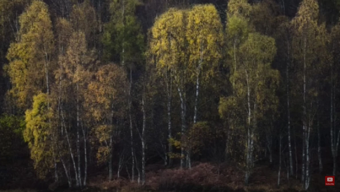 Birch trees with golden autumn foliage stand among darker evergreens in a forest landscape.