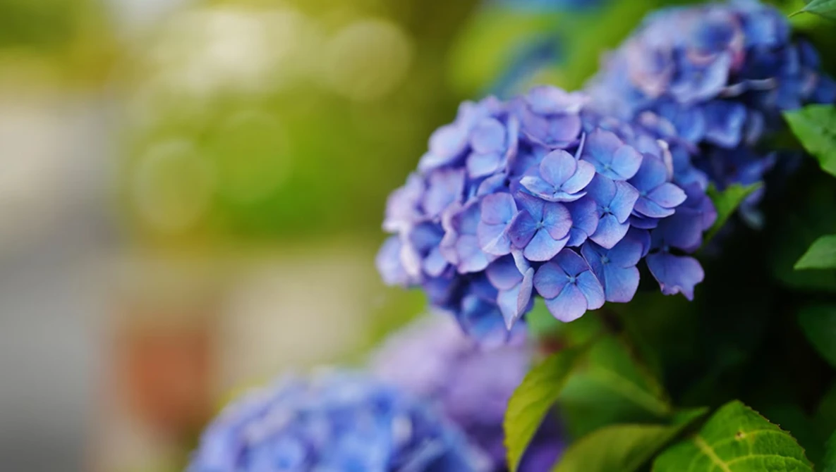 Close-up of vibrant blue hydrangea flowers with selective focus and blurred green foliage background.