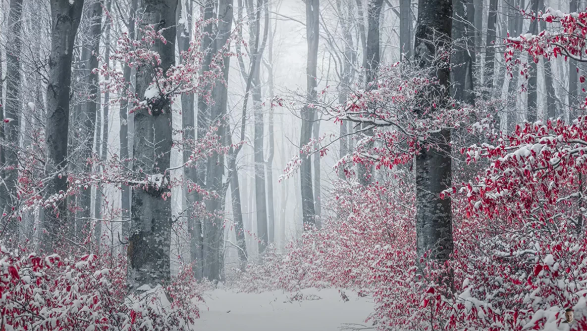 Snow-covered forest with bare trees and red foliage creating a striking contrast in misty conditions.