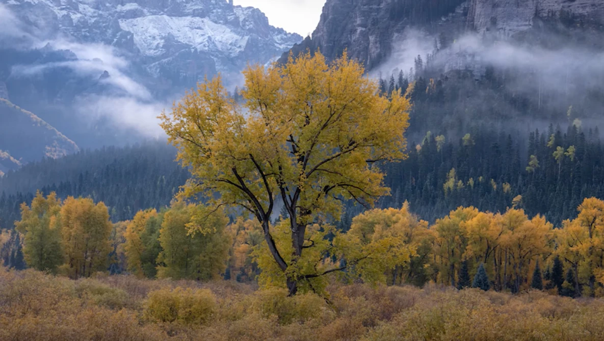 Golden cottonwood tree in autumn meadow with snow-capped mountains and evergreen forest in background.