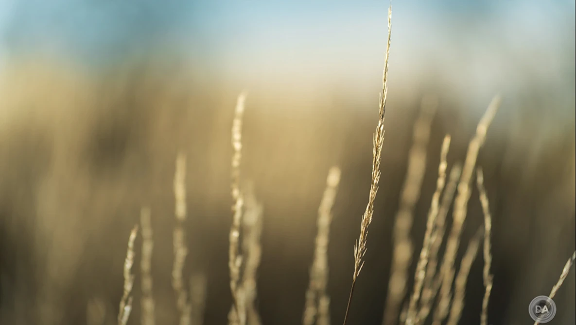 Close-up of grass seed heads backlit by golden sunlight with shallow depth of field.