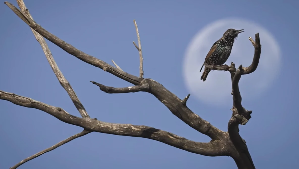 Speckled starling perched on bare branch against blue sky with sun halo.