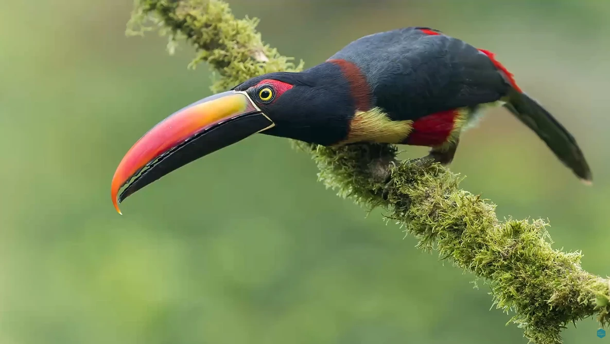 Black toucan with red and yellow beak perched on moss-covered branch.
