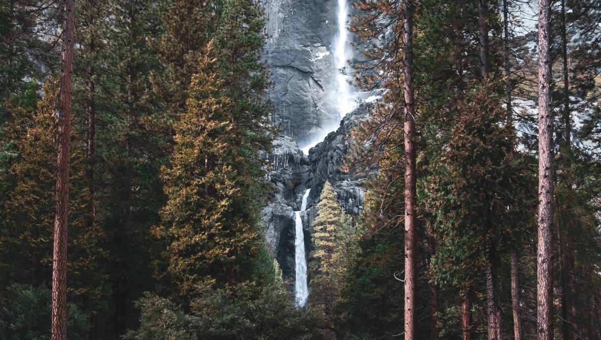 Tall waterfall cascading through a dense forest of evergreen trees with reddish-brown trunks.