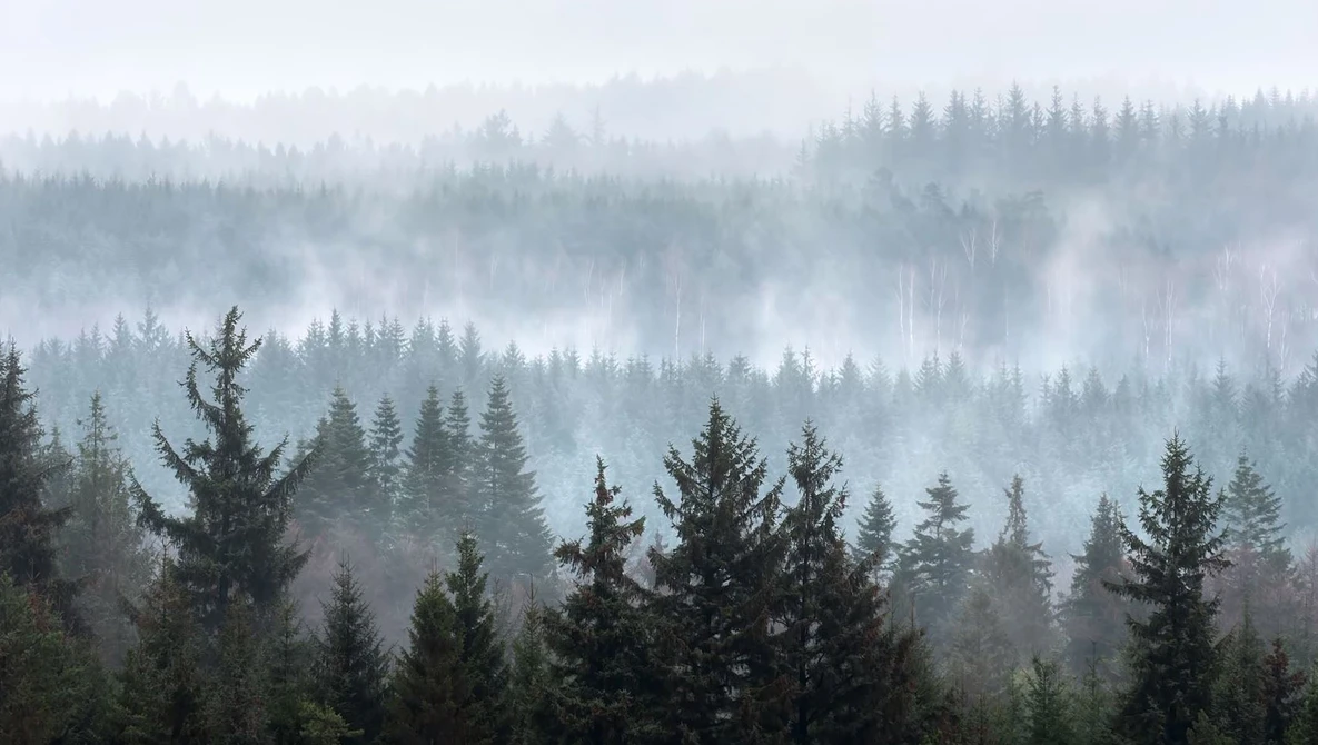 Dense coniferous forest shrouded in layered mist and fog, with evergreen trees fading into atmospheric haze.