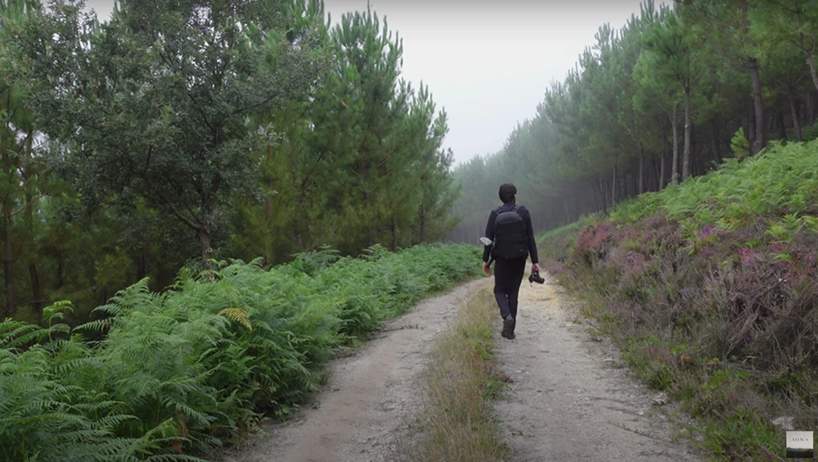 Solitary figure in dark clothing walking away on a forest path lined with dense green vegetation and tall pine trees.