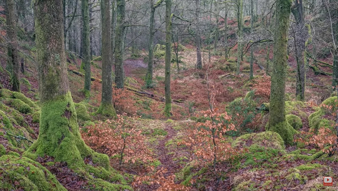 Misty woodland forest with tall trees, moss-covered trunks, and rust-colored fallen leaves carpeting the forest floor.