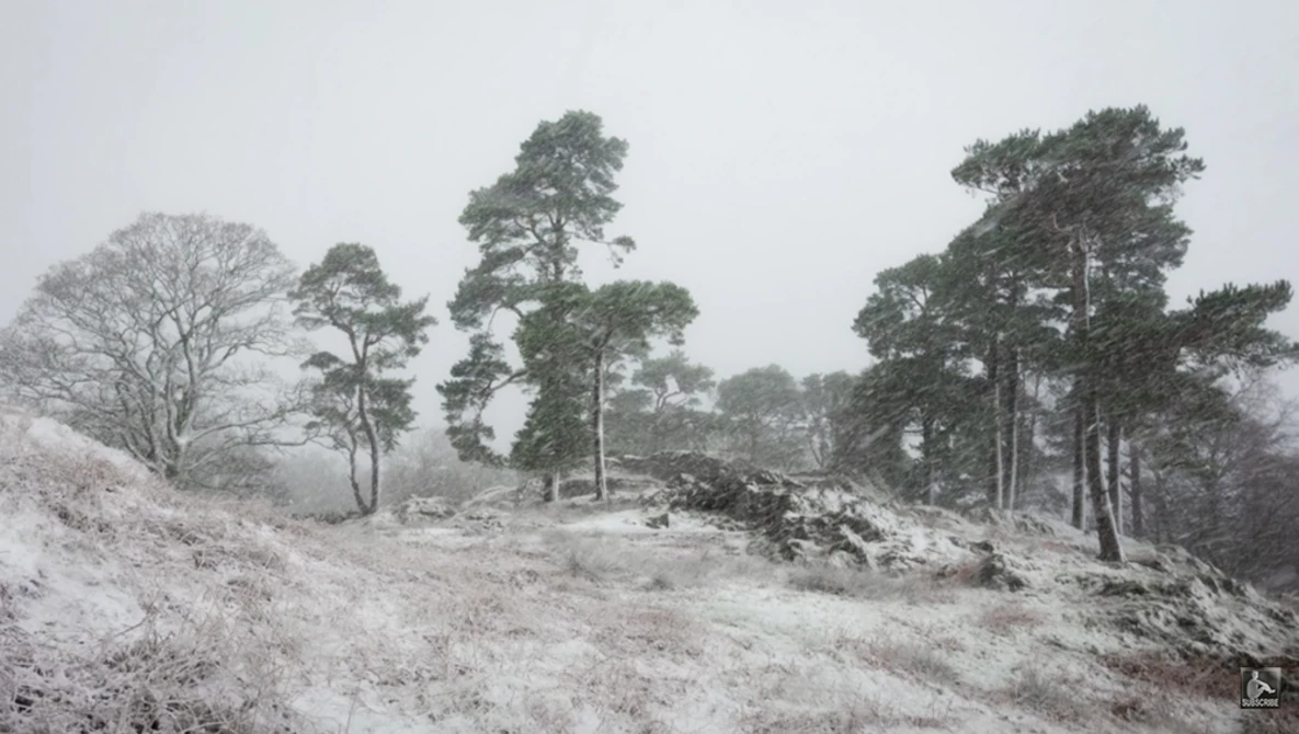 Tall pine trees scattered across a snowy hillside under overcast skies.