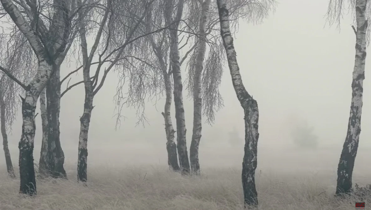 Birch trees in dense fog with bare branches and snow on the ground.