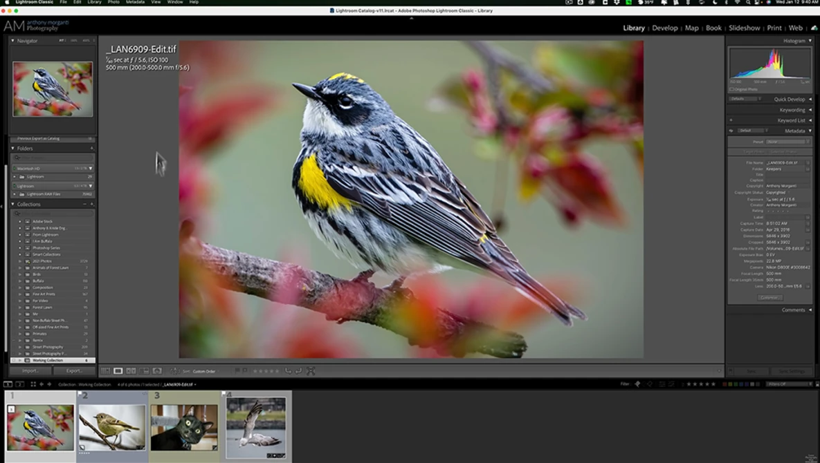 Blue and yellow warbler perched on a flowering branch with soft bokeh background.