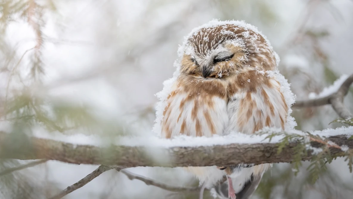 Fluffy owl perched on a snow-covered branch in winter, eyes closed in a contemplative pose.