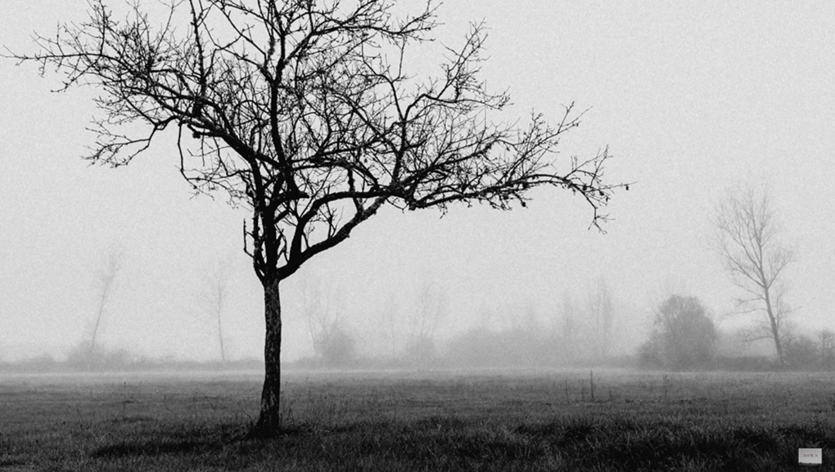 Bare tree standing alone in a misty field with distant trees obscured by fog.