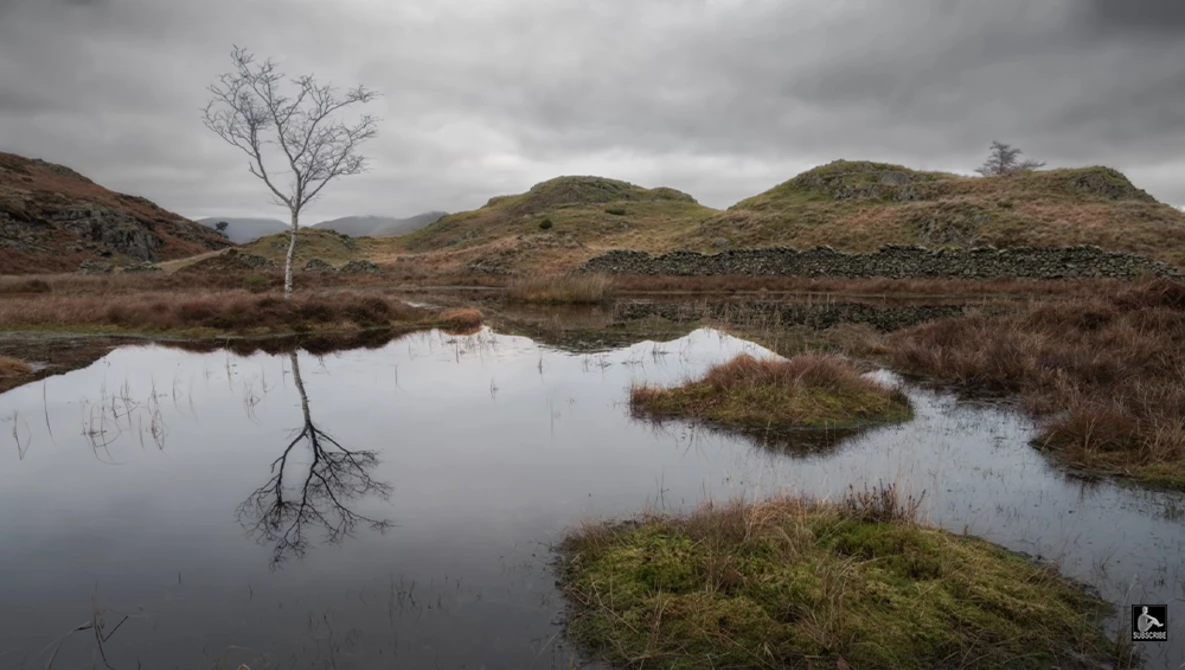 Solitary bare tree reflected in still water amid moorland hills under overcast sky.