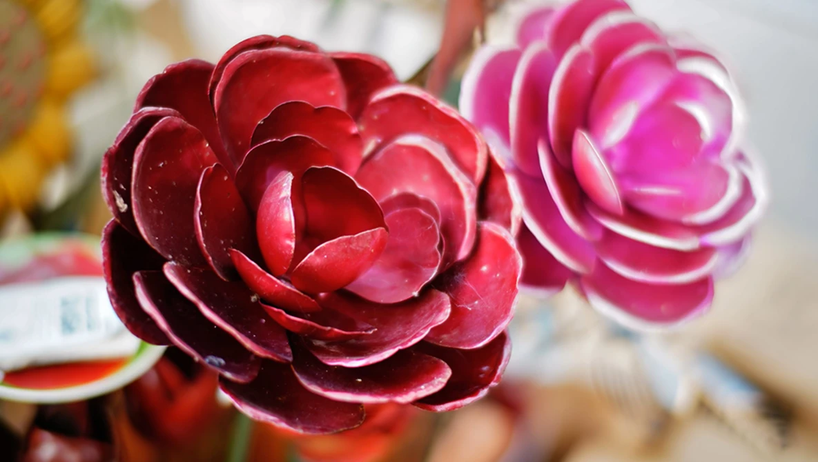 Close-up of layered camellia flowers with deep red and bright pink petals, backlit to reveal translucent petal edges.