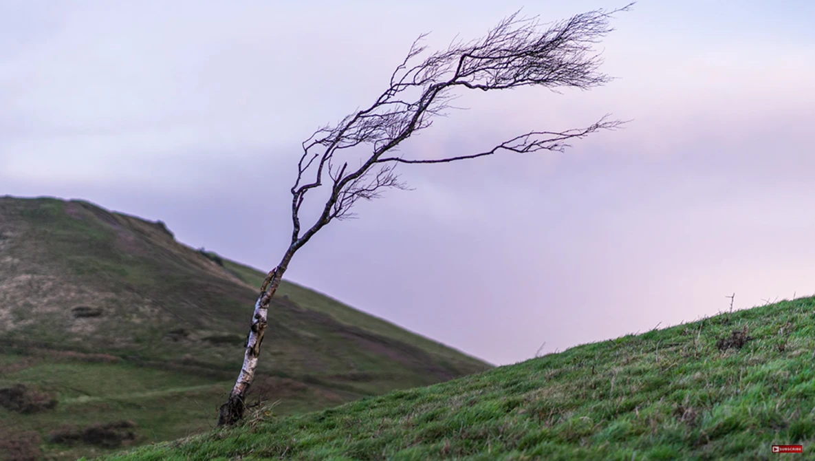 Gnarled tree bent by wind on rolling green hillside at dusk.