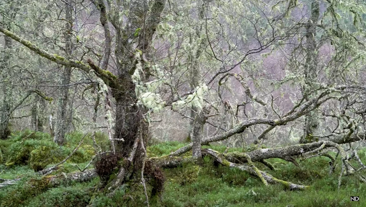 Gnarled tree with spreading branches in misty woodland setting.