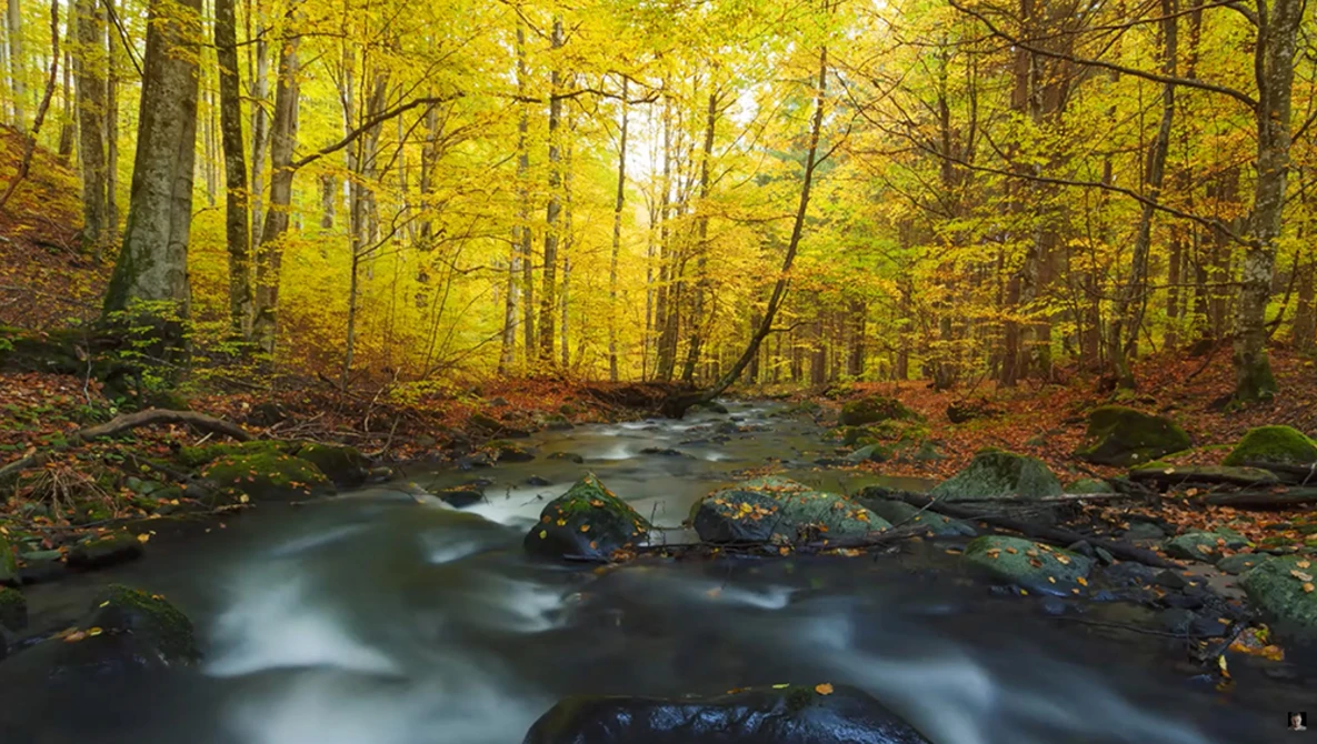 Forest stream flowing through autumn woods with golden canopy and moss-covered rocks.