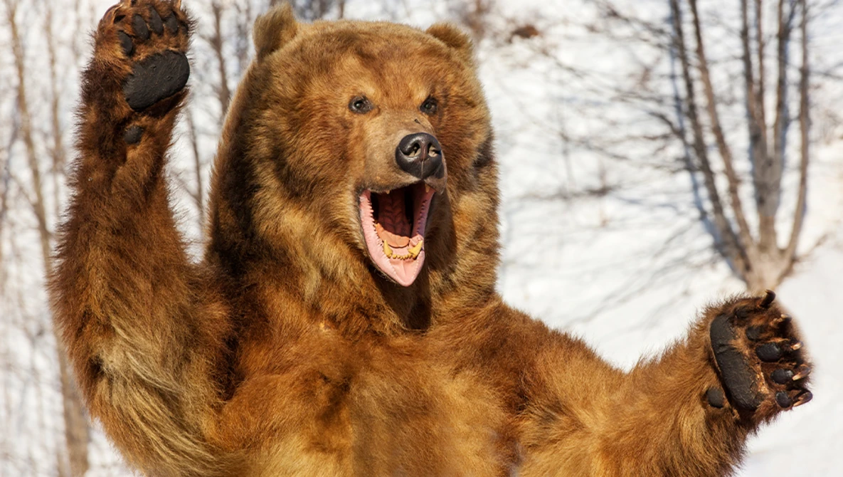Brown bear standing upright with both paws raised, mouth open, against bare winter trees.