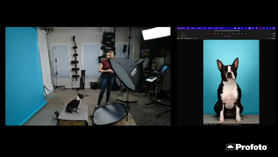 Studio setup showing photographer with Boston Terrier on teal backdrop with professional lighting and editing monitor.