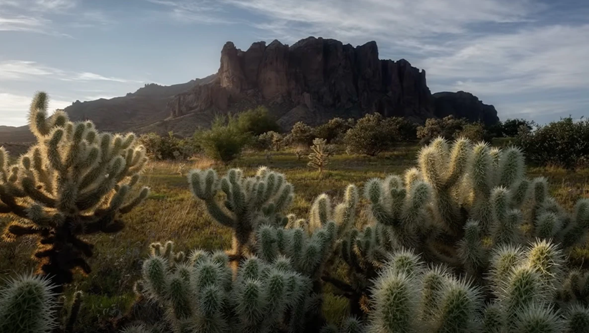 Desert landscape with cholla cacti in foreground and rocky butte formation in background under cloudy sky.