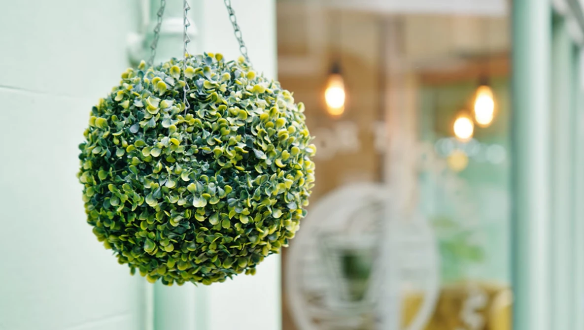Hanging basket of yellow and green flowering plants with dense foliage suspended by chains.