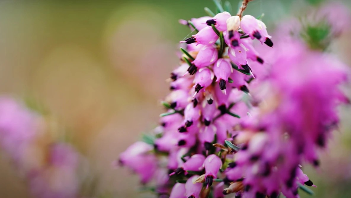 Pink flower spike with dark stamens in sharp focus, surrounded by softly blurred similar blooms.