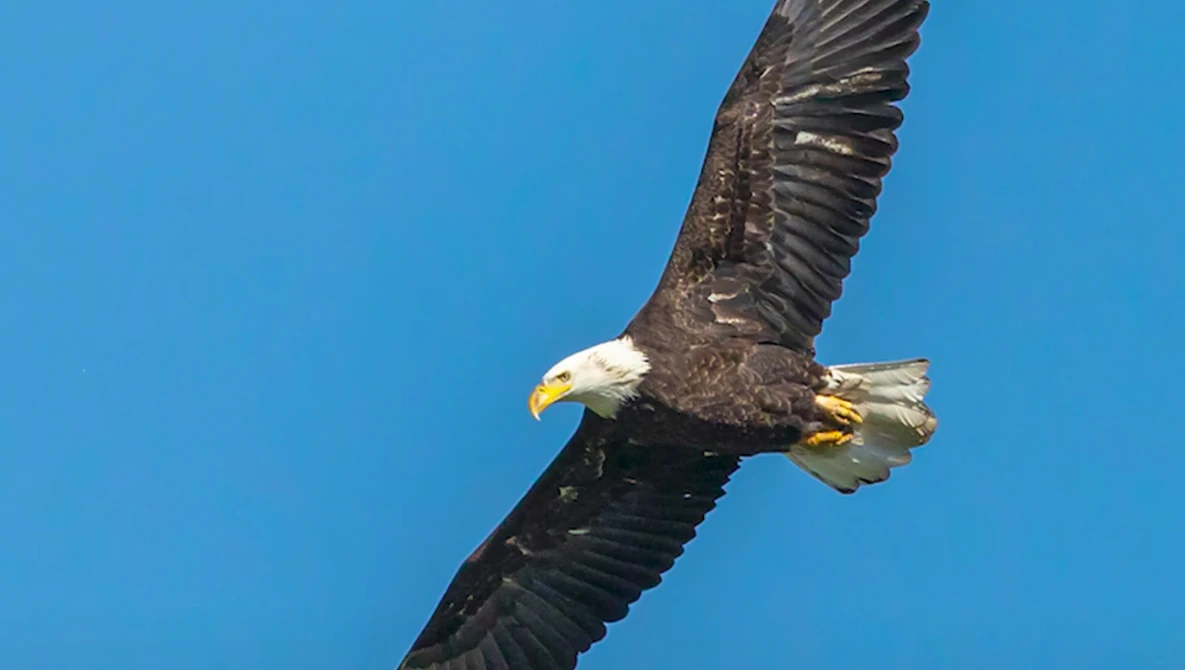 Bald eagle in flight against clear blue sky, wings spread wide with talons extended.