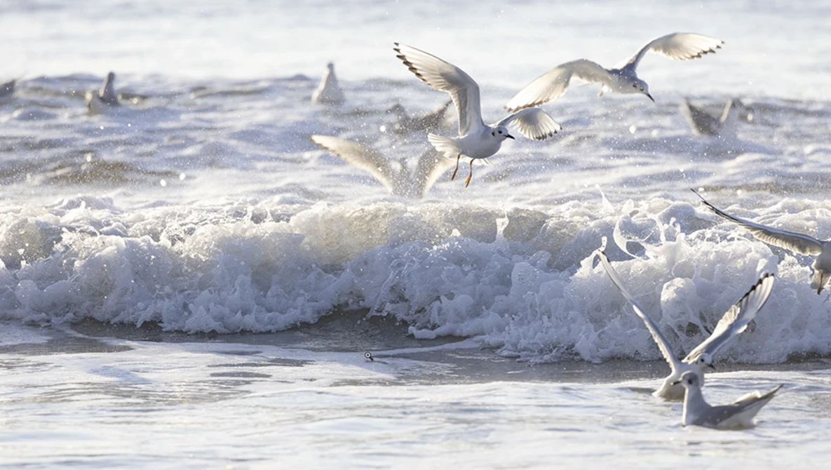 Seabirds in flight over white-capped ocean waves during golden hour.
