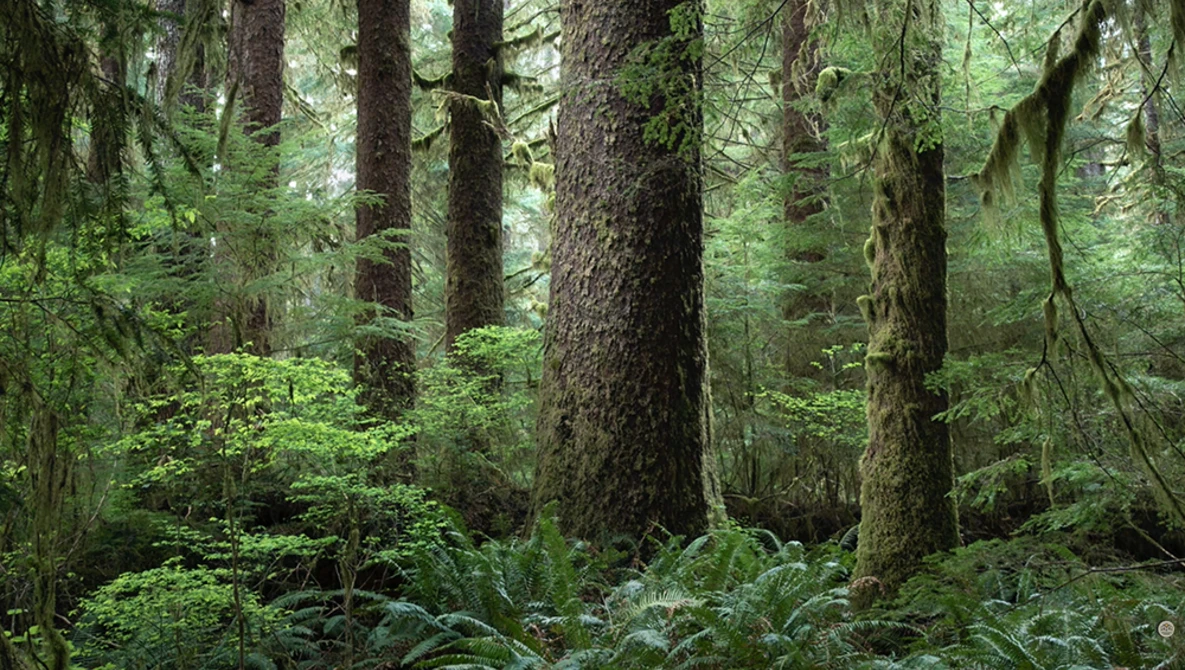 Dense temperate forest with tall conifers, moss-covered trunks, and lush green understory vegetation.