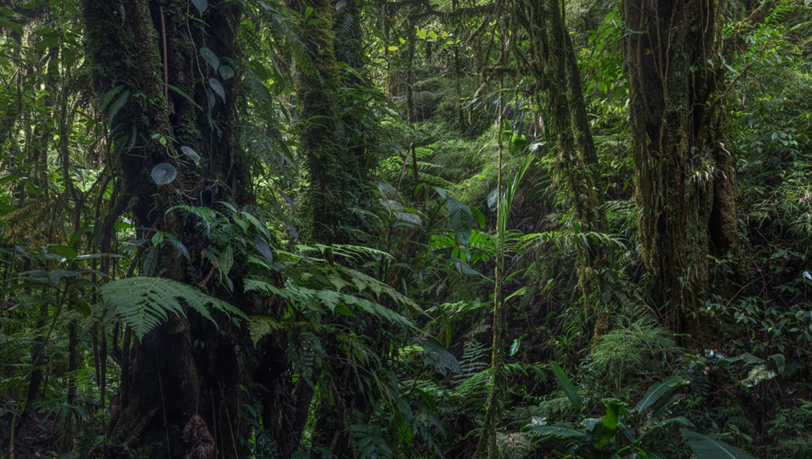 Dense tropical rainforest with towering trees, thick canopy, and lush understory vegetation creating deep shadows.