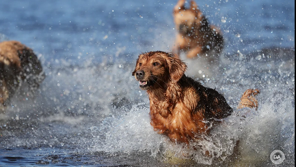 Golden and dark-coated dogs running through shallow ocean waves with water splashing around them.