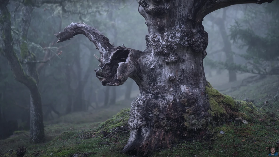 Gnarled, ancient tree with twisted branches covered in moss in a misty forest.