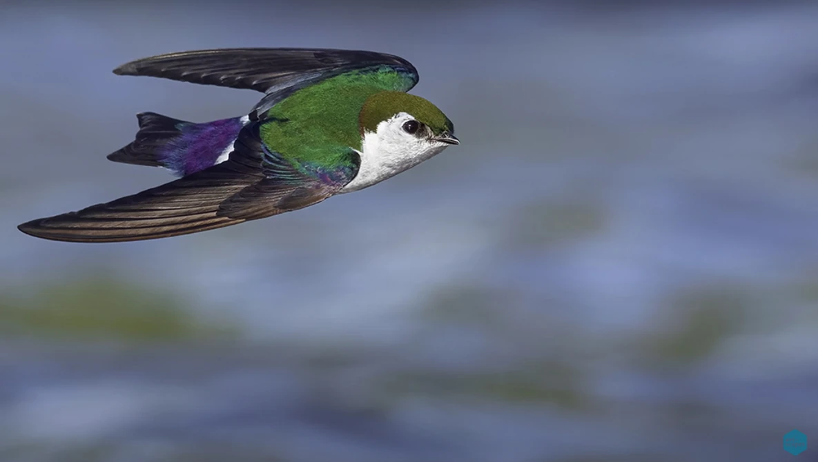Small hummingbird in flight with green back, white chest, and dark wings against blurred background.