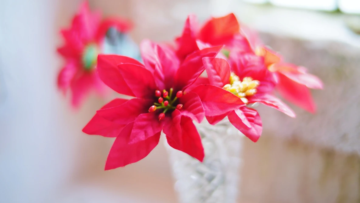 Bright red poinsettia flowers with yellow stamens in a white ceramic vase, with soft blurred background.
