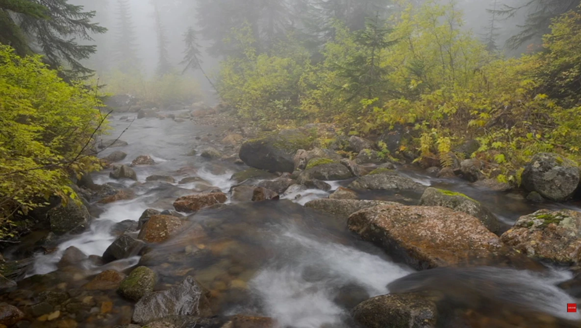 Misty forest stream flowing over moss-covered rocks surrounded by autumn foliage and evergreen trees.
